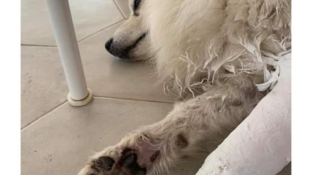 La frattura della zampa nel cane