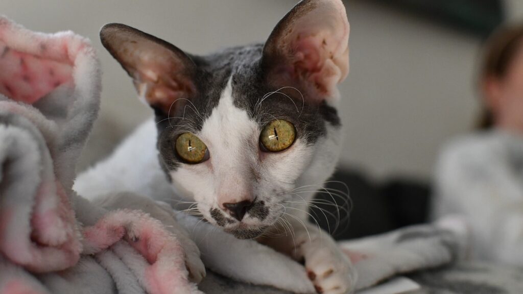 Il gatto Cornish Rex