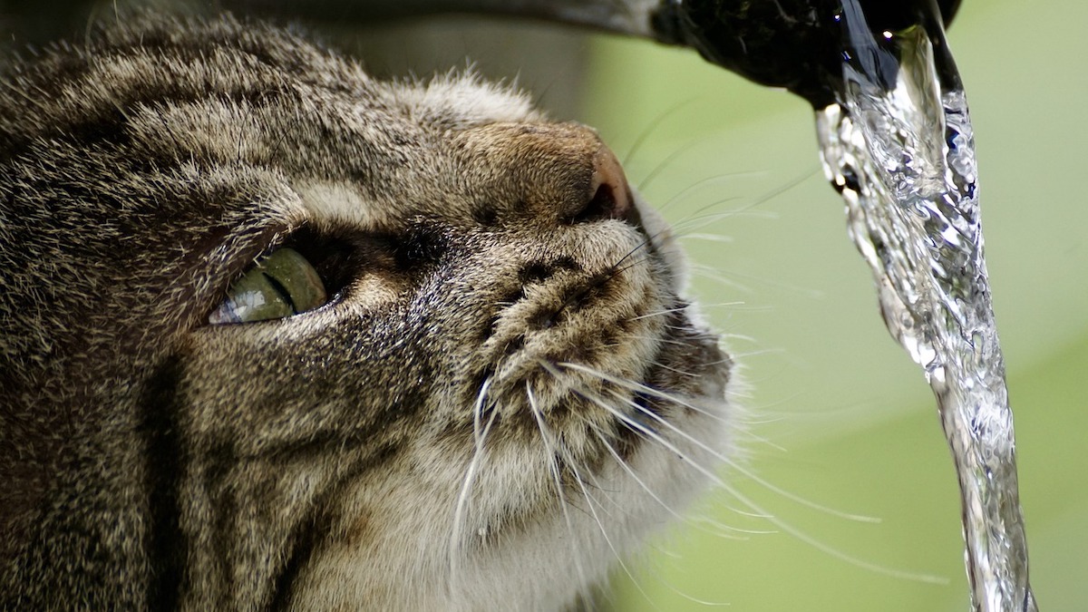 Il gatto e l'acqua