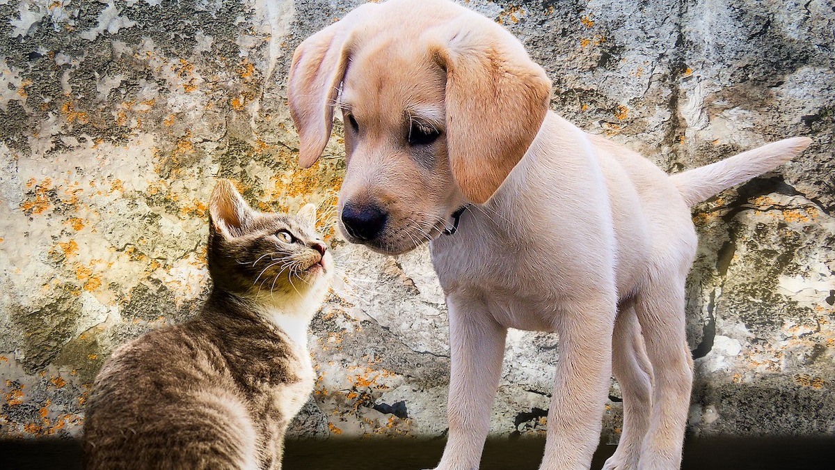 Gatto e cane insieme