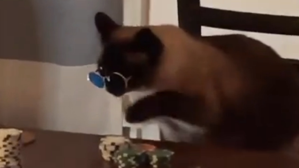 Il gatto che gioca a poker