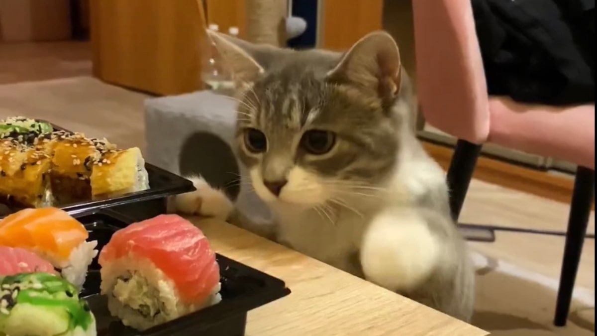 Il gatto ruba il sushi