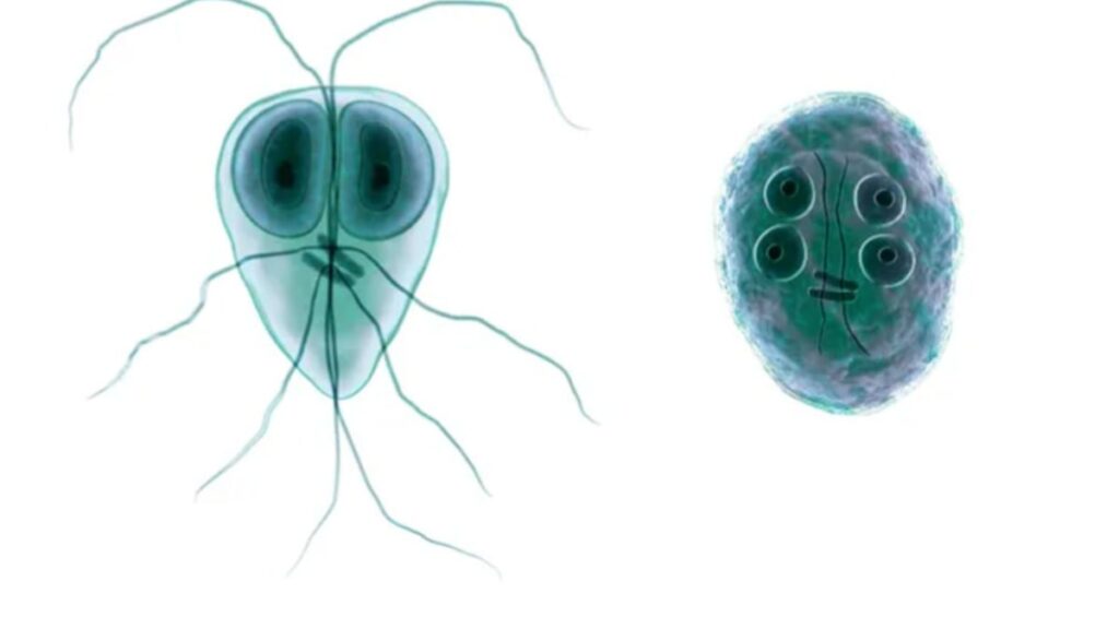 La contaminazione da Giardia