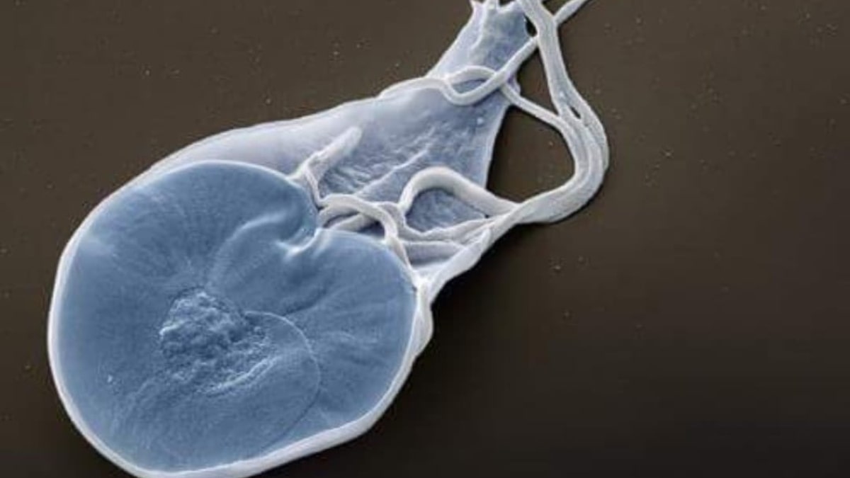 In che modo il cane contrae la Giardia?