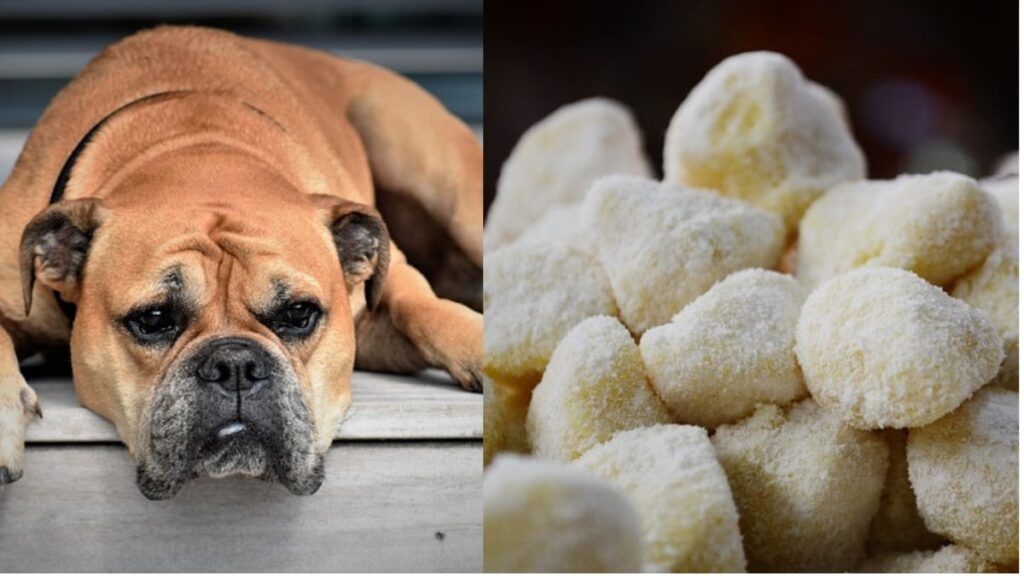 gli gnocchi di patate per i cani