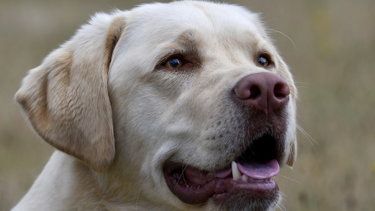 In cosa consiste l'idrocefalia nei cani