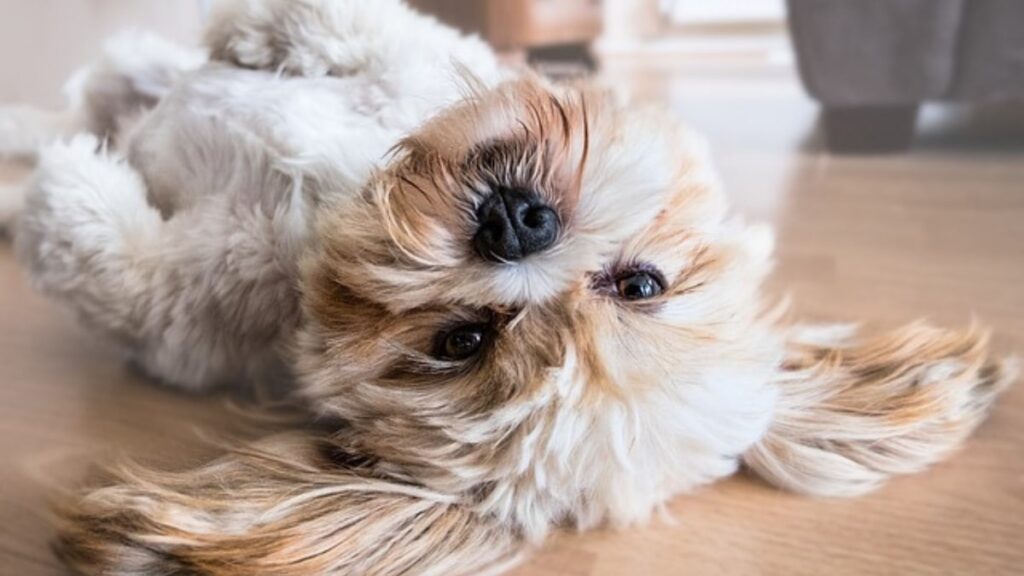 Come trattare il pelo secco del cane