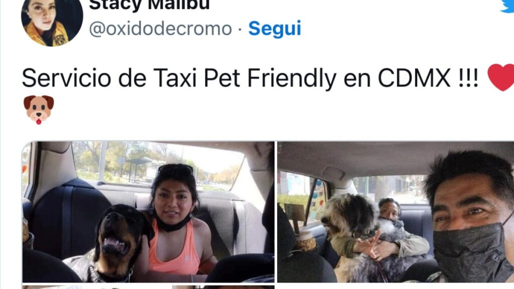 il taxi per i cani