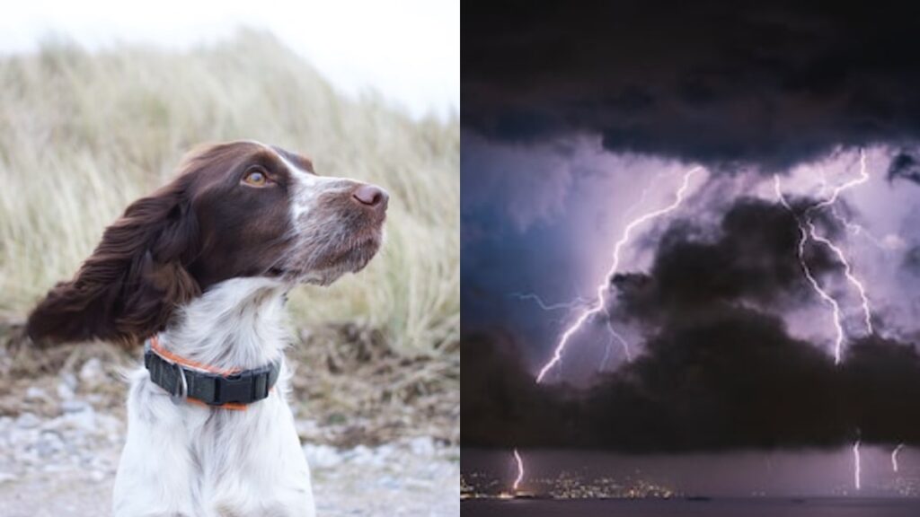 come aiutare un cane che paura del temporale