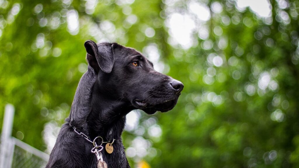 Come insegnare al cane dove dovrebbe fare i bisogni