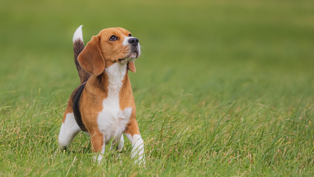 La prevenzione dell'ipoglicemia nei cani