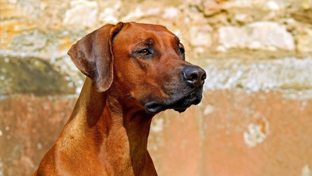 La leishmaniosi del cane si può trasmettere agli umani?