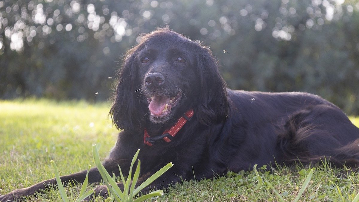 La leishmaniosi nel cane trasmessa all'uomo?