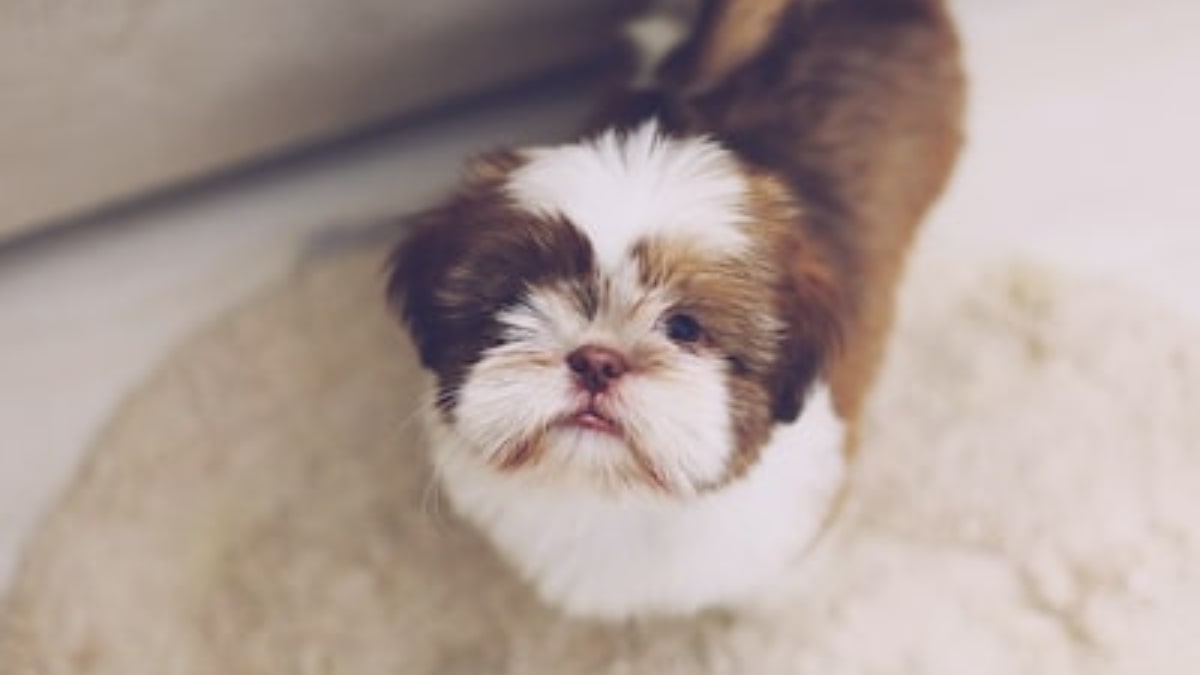 il carattere del Lhasa Apso