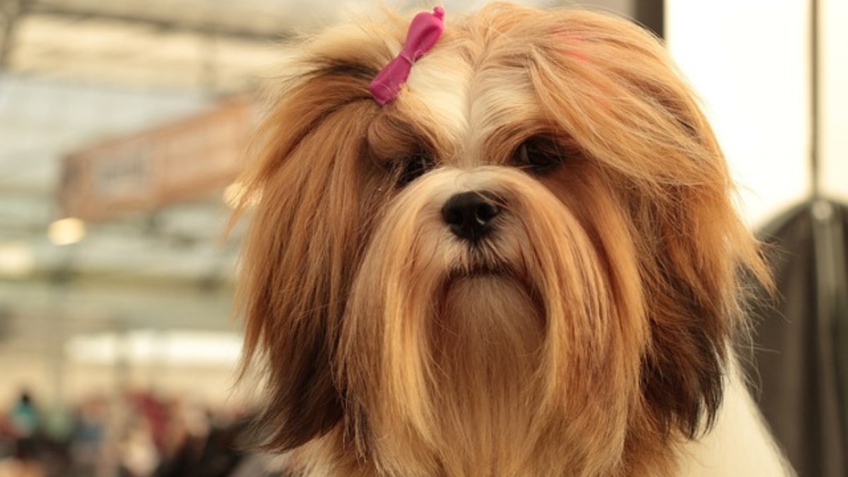 carattere e aspetto del Lhasa Apso