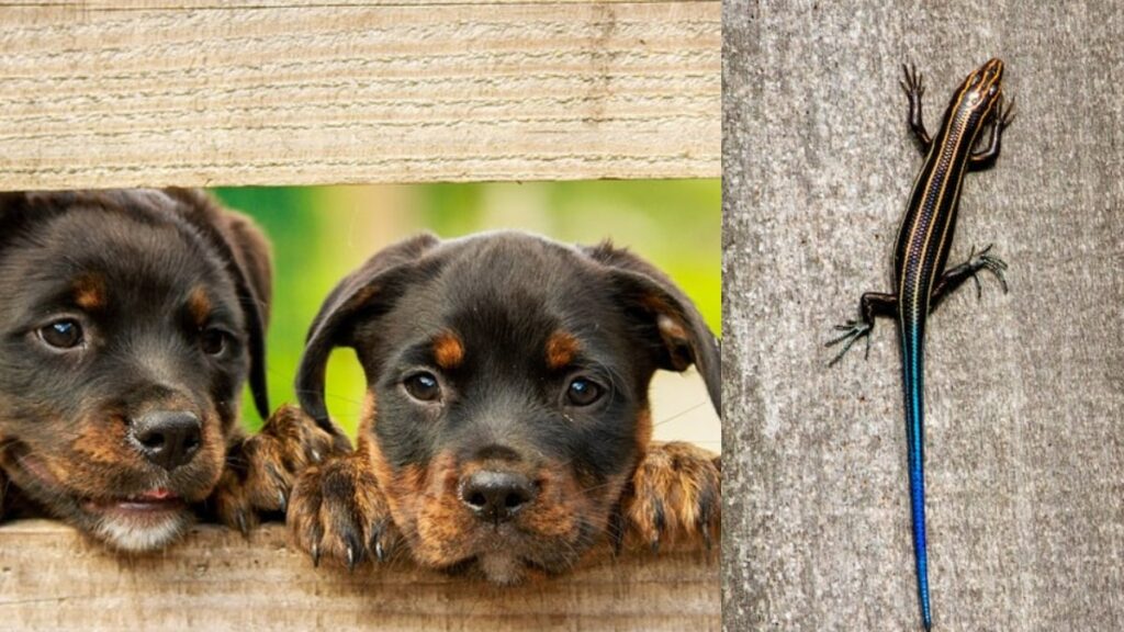 Le lucertole sono pericolose per i cani?