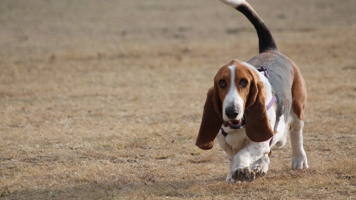 La lussazione della rotula nel cane