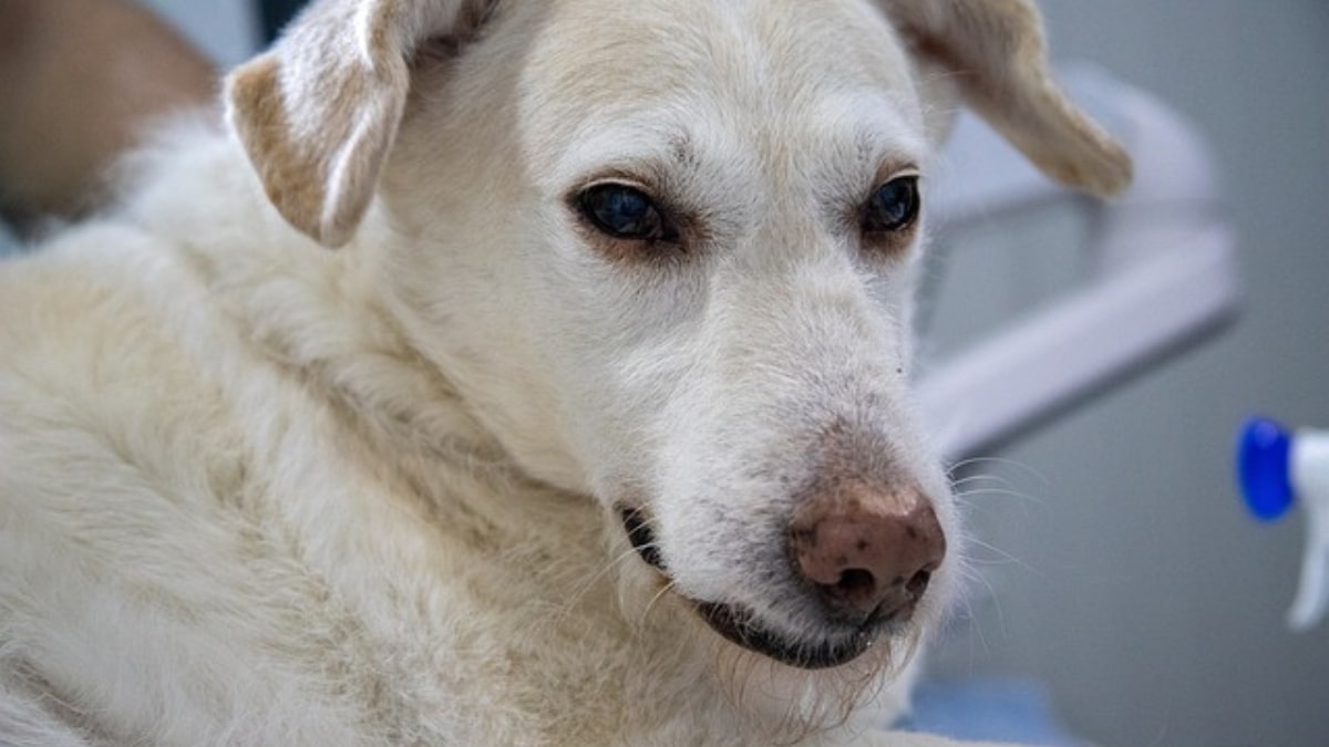 il cane e il mal di gola