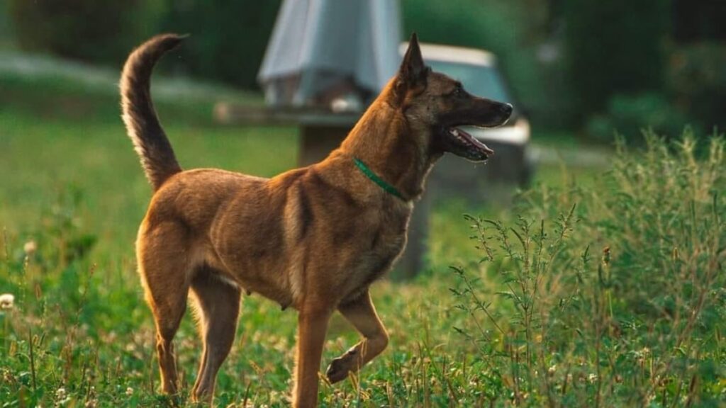 Il pastore belga malinois