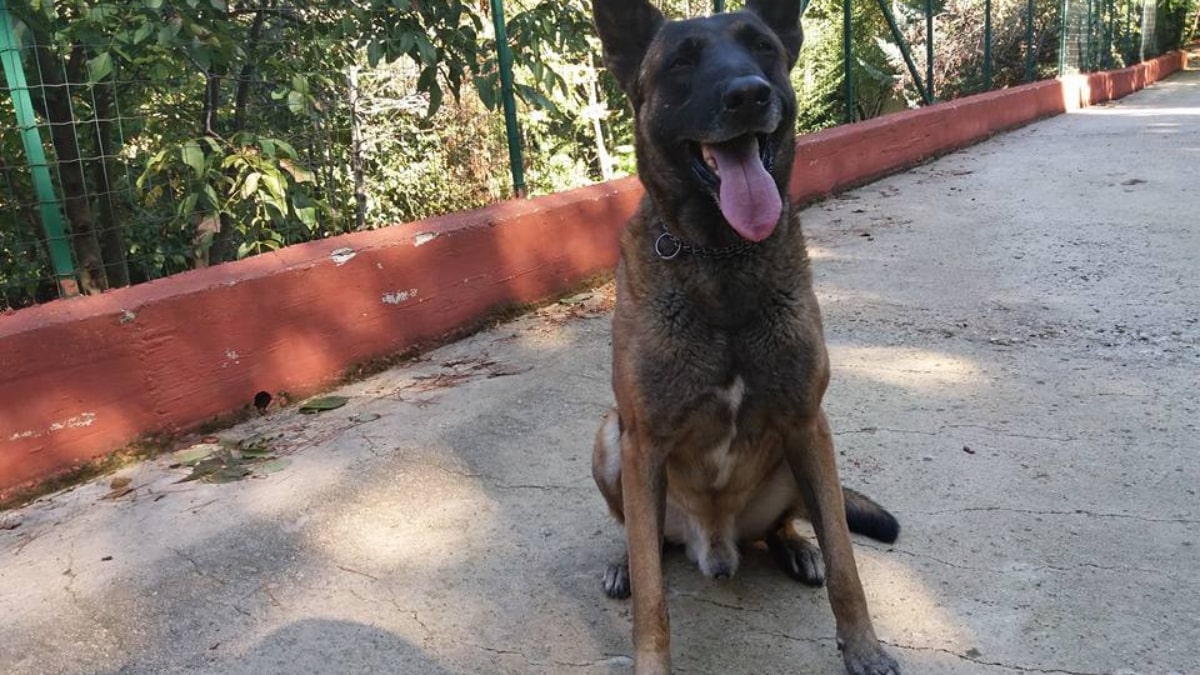 aspetto del malinois