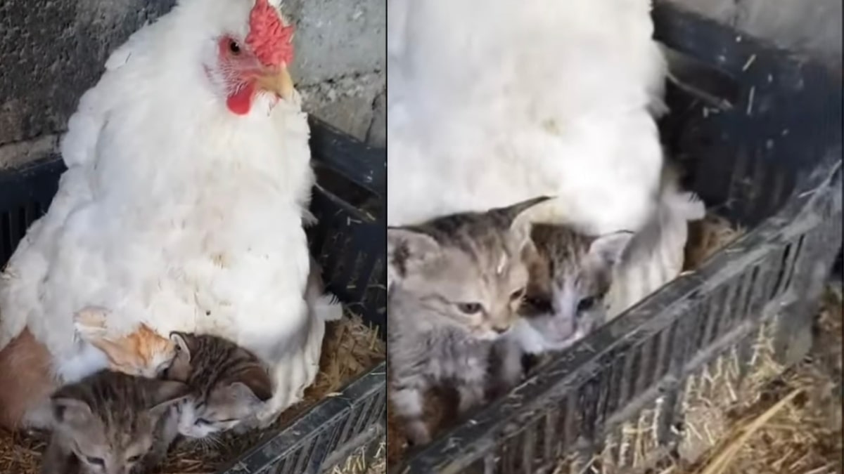 La storia di Mamma Gatta e Mamma Gallina