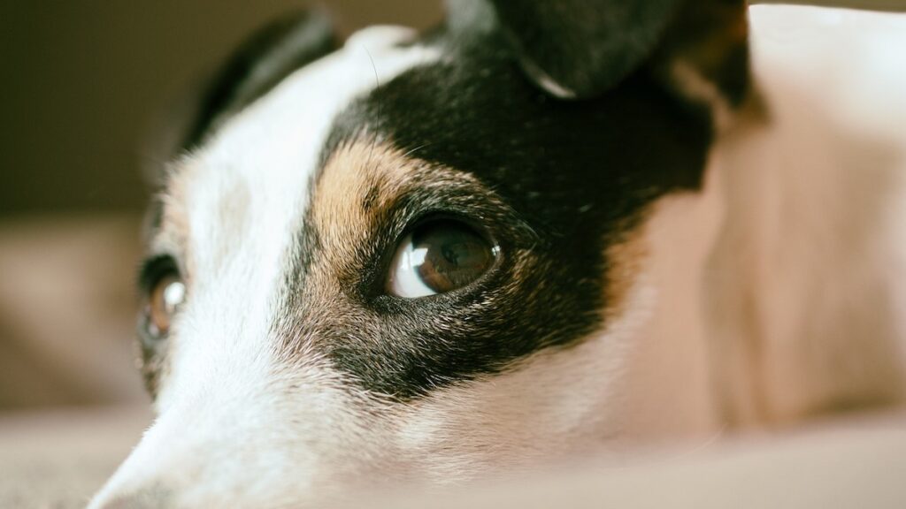 Mento addormentato e paralisi facciale nel cane