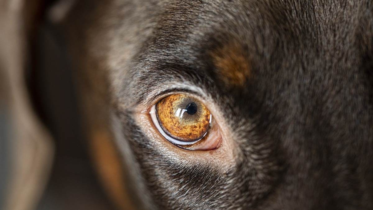 I problemi nell'occhio del cane