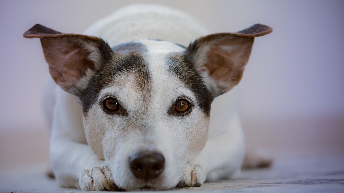 L'olio di cocco fa bene ai cani?