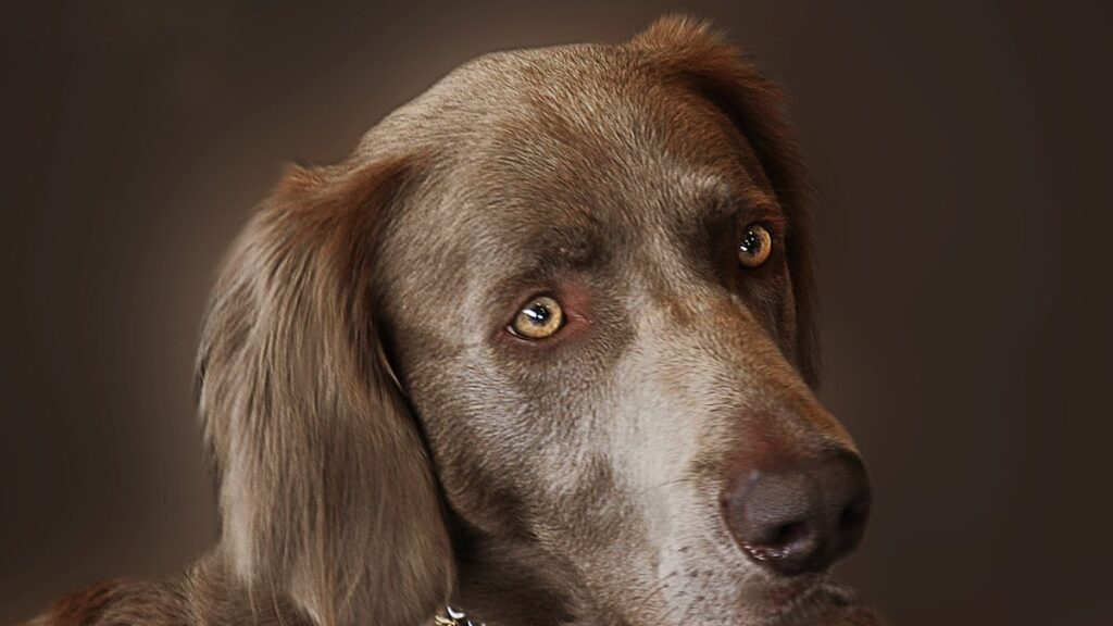 Il cane ha un orecchio senza pelo