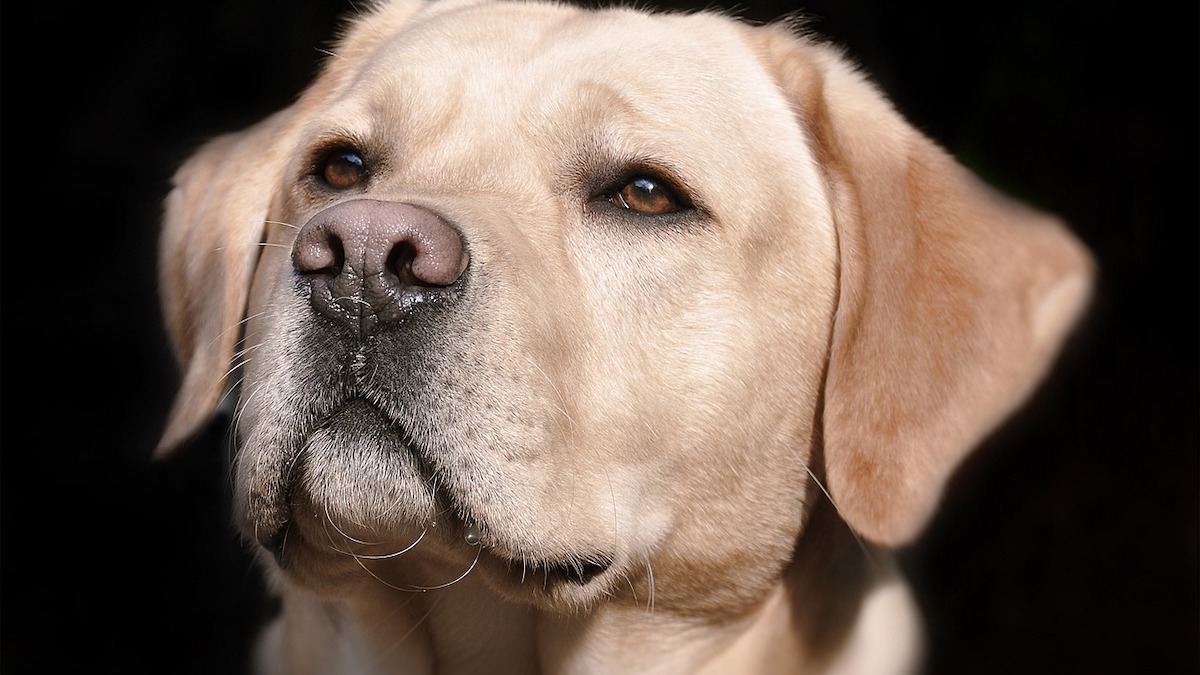 Cosa vuol dire una patina opaca negli occhi del cane?