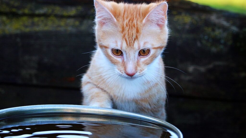 Perché i gatti hanno paura dell'acqua?