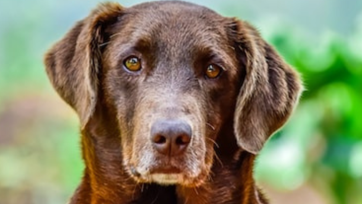 I peli bianchi che compaiono sul volto del cane