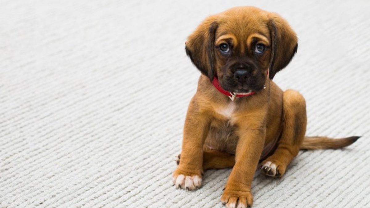 il taglio del pelo del cane