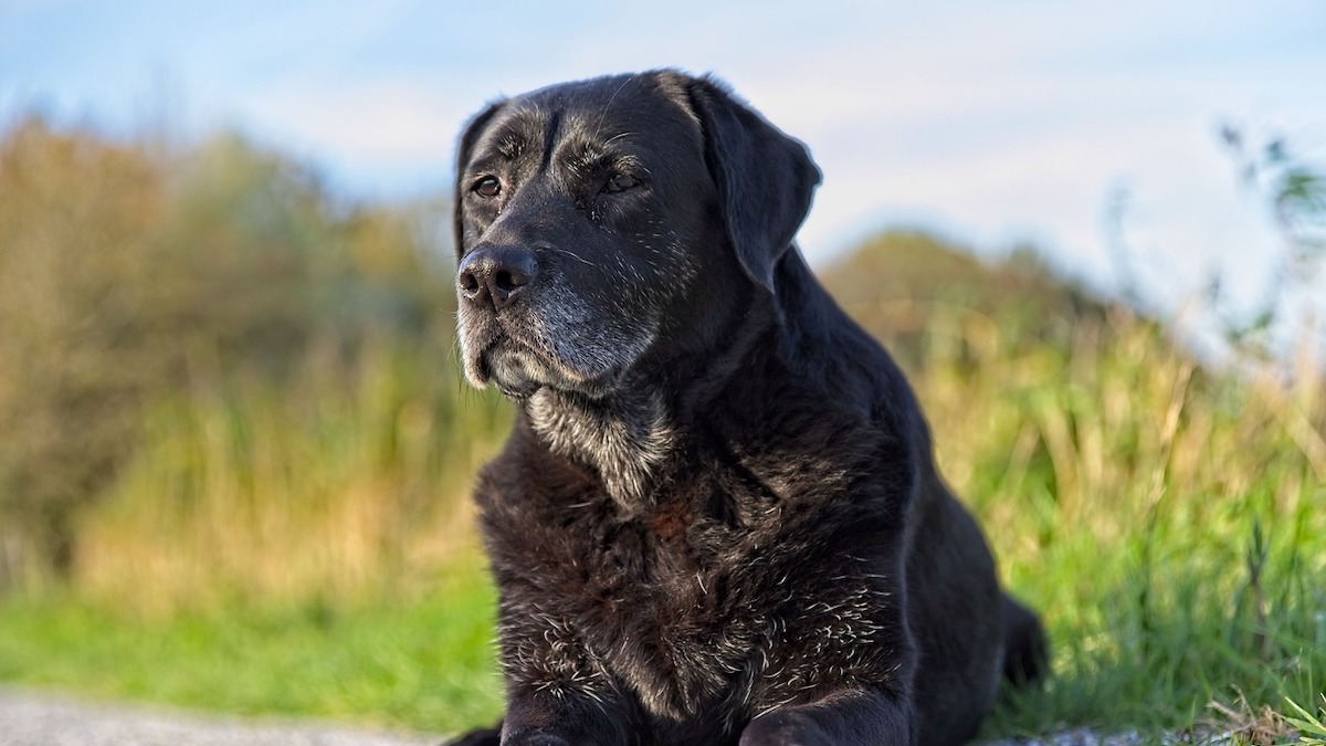 In fase di creazione una pillola antinvecchiamento per cani