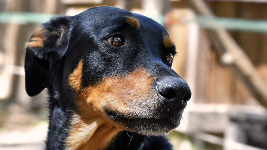 Possono essere vari i problemi di salute nel cane