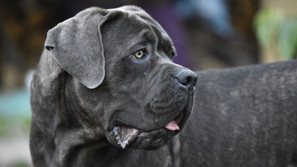 Il cane di razza Corso