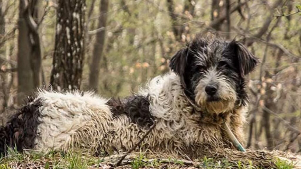 Un cane di razza Romanian Mioritic Shepherd Dog