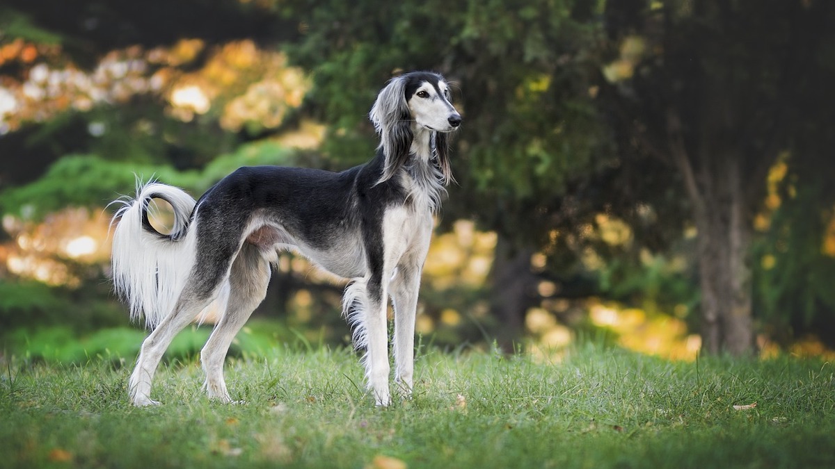 Il cane di razza Saluki