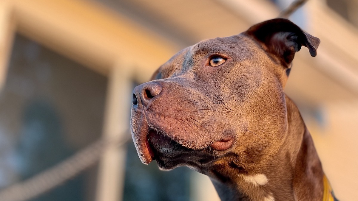 La storia di due Pitbull salvati da un anziano signore