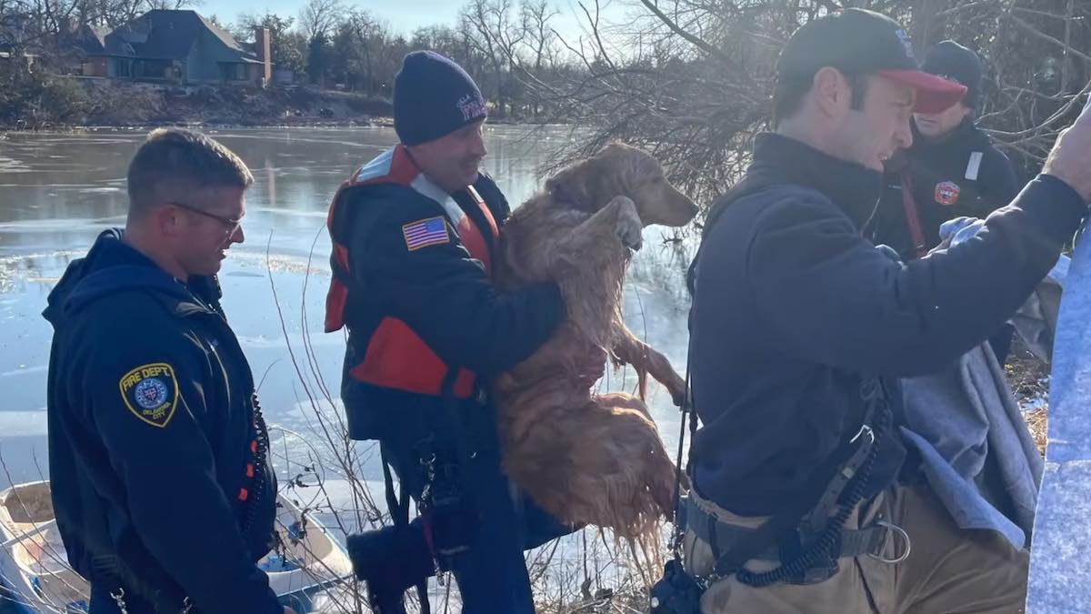 Il salvataggio del cane caduto nel lago