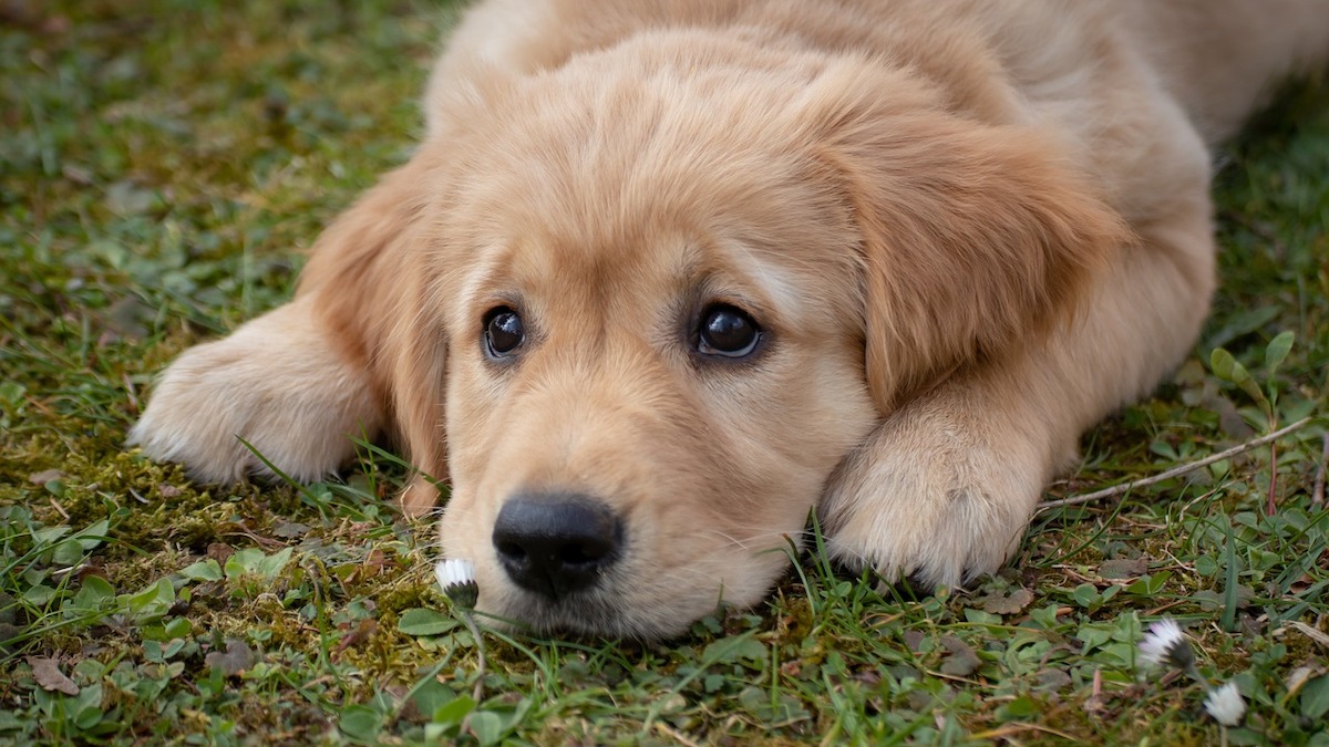 La schiena incurvata nel cane