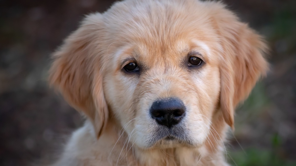 Le cause della sindrome del mento addormentato nel cane