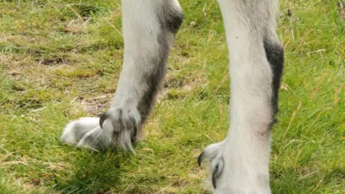 Lo sperone nel cane: quando toglierlo