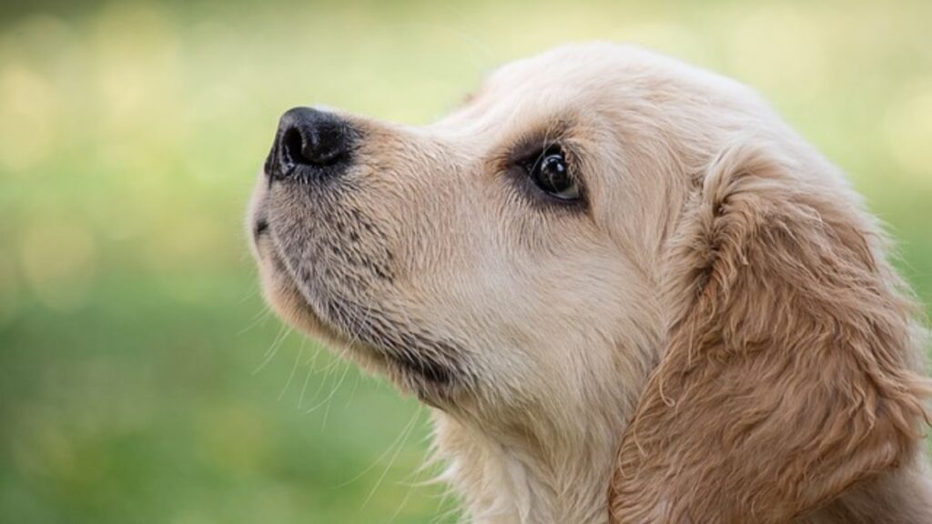 Il cane salva il padrone