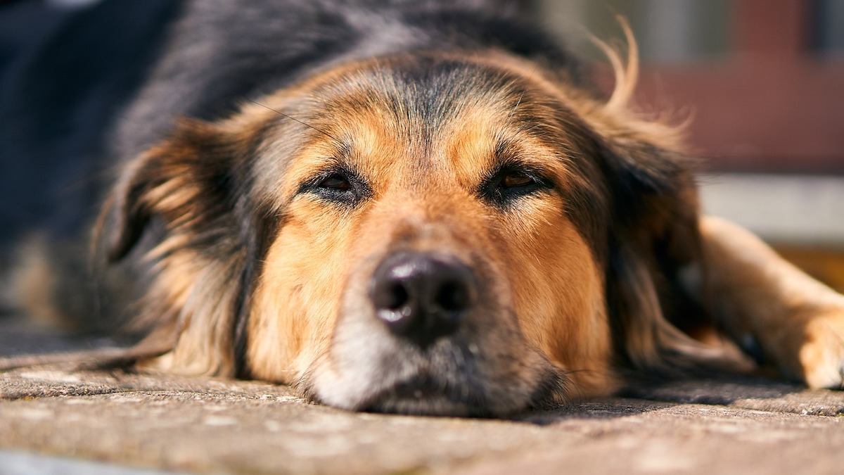 L'aumento della temperatura corporea del cane