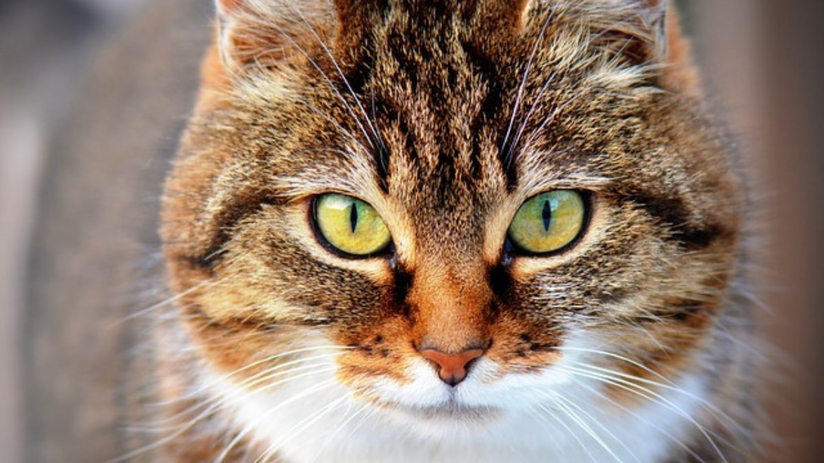 Il gatto Theo torna a casa