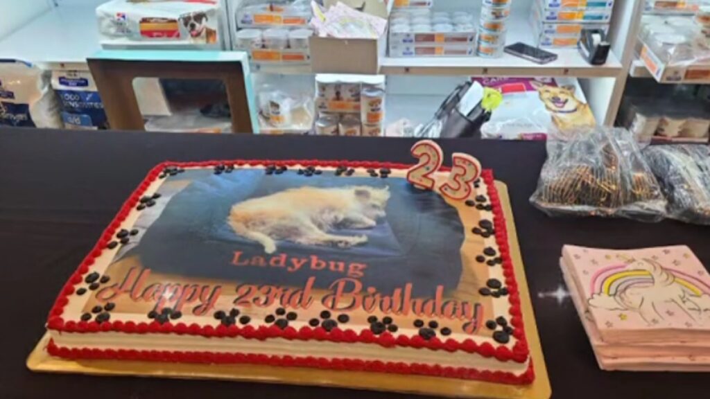 La torta di compleanno per Lady Bug