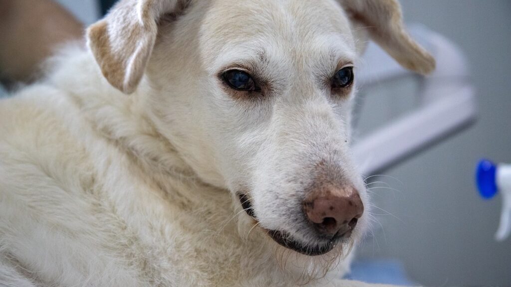 Le cause della tosse nel cane dopo la passeggiata