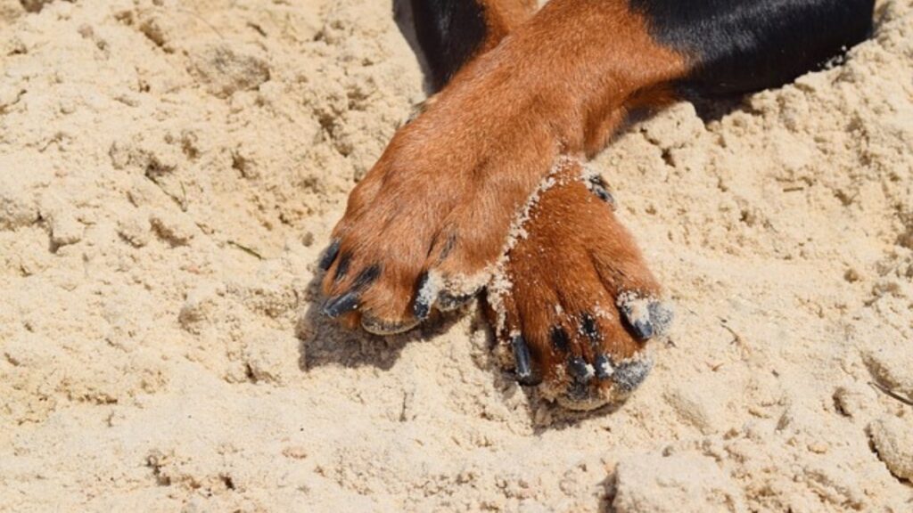 le unghie del cane