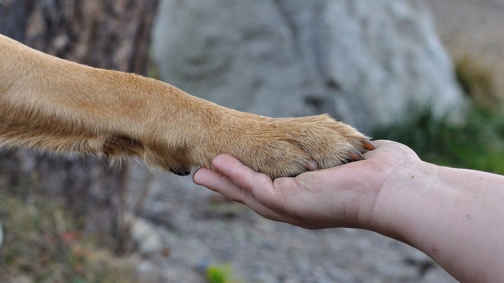 Perché il cucciolo ha le zampe storte?